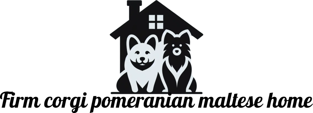 Firm Akc Corgi Pomeranian Maltese Home